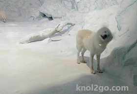 knol2go
                  knol