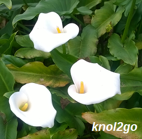 knol2go knol