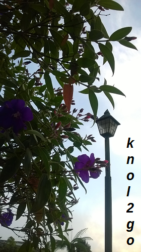 knol2go knol