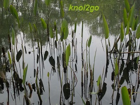 knol2go knol