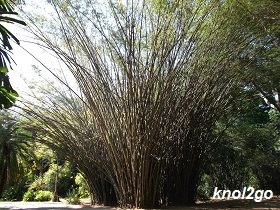 knol2go knol