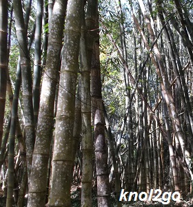 knol2go knol