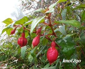 knol2go knol