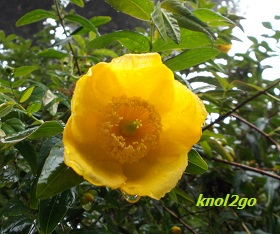 knol2go knol