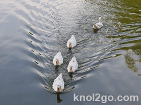 knol2go knol
