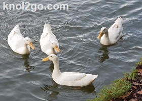 knol2go knol