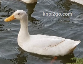 knol2go knol