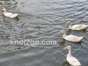 knol2go knol