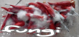 knol2go knol
