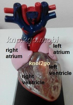 knol2go knol