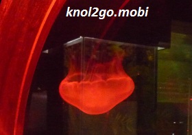 knol2go knol