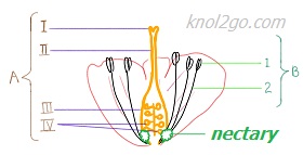 knol2go knol