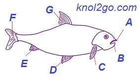 knol2go knol