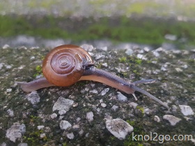 knol2go knol