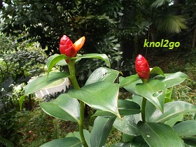 knol2go knol