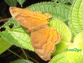 knol2go knol