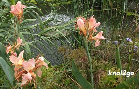 knol2go knol