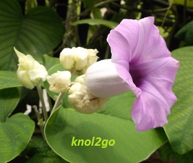 knol2go knol