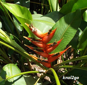 knol2go knol