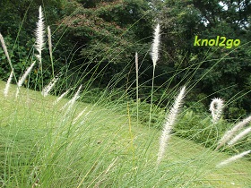knol2go knol