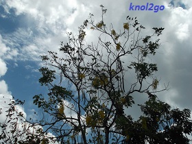 knol2go knol
