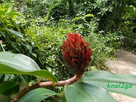 knol2go knol