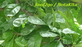 knol2go knol