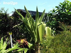 knol2go knol