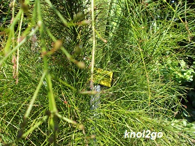 knol2go knol