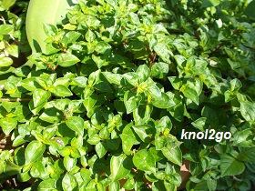 knol2go knol