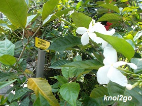 knol2go knol
