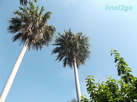knol2go knol