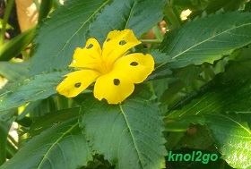 knol2go knol