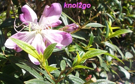 knol2go knol