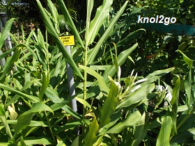 knol2go knol