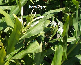 knol2go knol