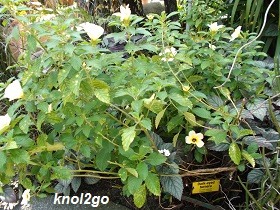 knol2go knol