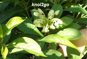 knol2go knol