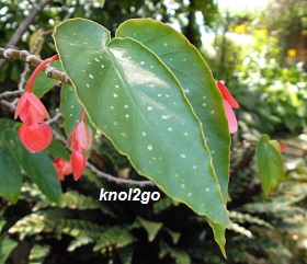 knol2go knol