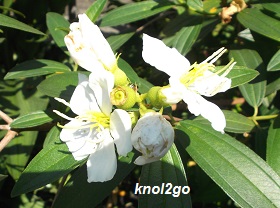 knol2go knol