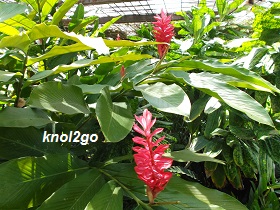 knol2go knol