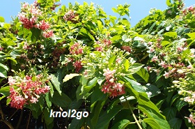 knol2go knol