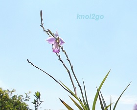 knol2go knol