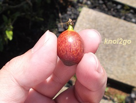 knol2go knol