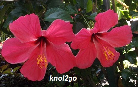 knol2go knol
