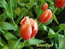 knol2go knol