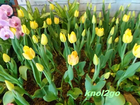 knol2go knol