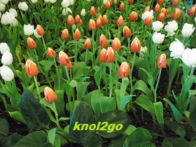 knol2go knol