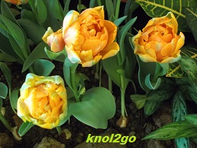 knol2go knol
