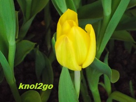 knol2go knol